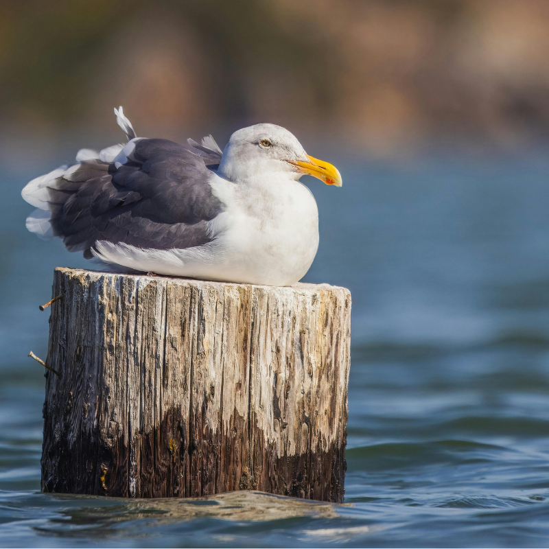 Inspiratiefoto voor de Nautilus Harbor trouwringen door Goudsmederij Goedbloed: Meerpaal met zeemeeuw