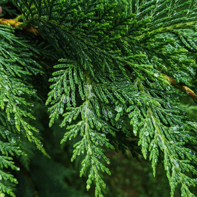 Inspiratie foto voor de forest ceder juwelen van zilver en goud; een ceder tak met de natuurlijke en organische textuur 