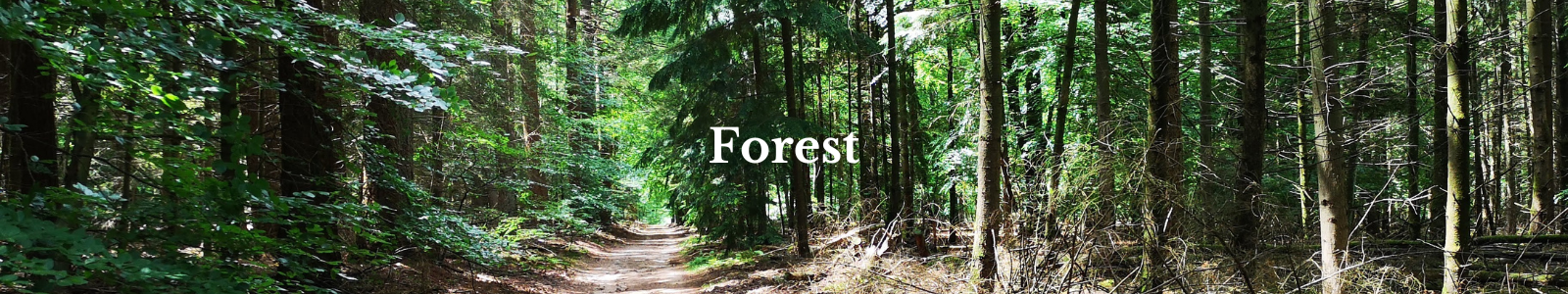 Forest collectie- handgemaakte design sieraden geïnspireerd door alles wat groeit en bloeit in het bos door Goudsmederij Goedbloed