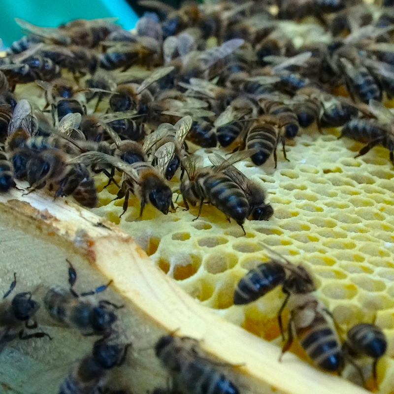Inspiratiefoto van honingraten met honingbijen voor de honey design sieraden uit het atelier van Goudsmederij Goedbloed