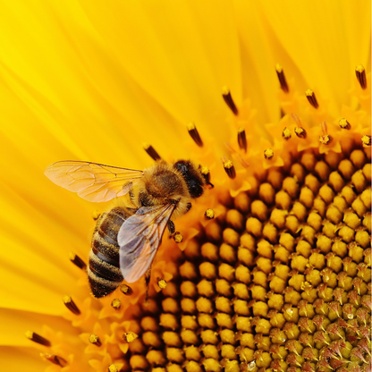 Inspiratiefoto van honingbij in zonnebloem voor de honey sieraden van zilver en goud welke handgemaakt worden door Goudsmederij Goedbloed