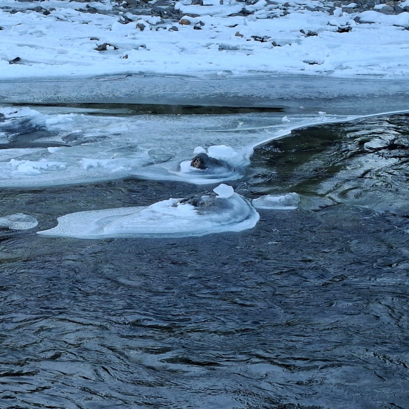 Inspiratiefoto voor de Nautilus Ice trouwringen door Goudsmederij Goedbloed: Kruiend ijs en stromend water