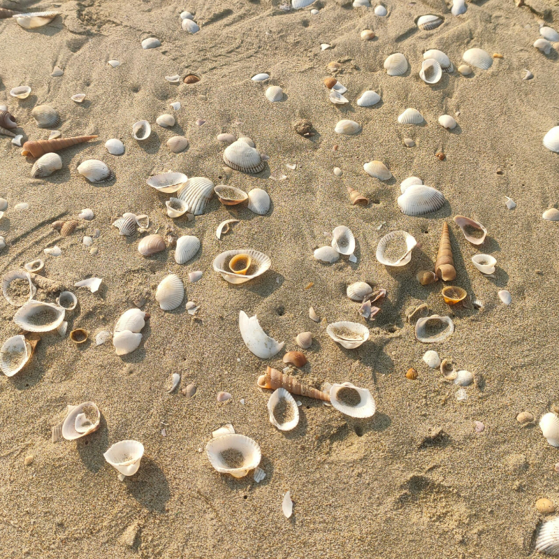 Inspiratiefoto voor Nautilus sieraden van Goudsmederij Goedbloed; Schelpenstrand