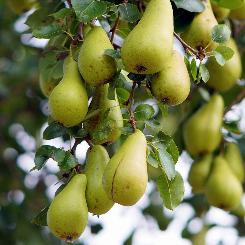 Inspiratiefoto van rijpe peren aan de boom voor klassieke guldensnede design van peerzetting sieraden geinspireerd door de natuur. Handgemaakt door Goudsmederij Goedbloed